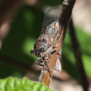 Atrapsalta furcilla at Paddys River, ACT - 15 Jan 2017