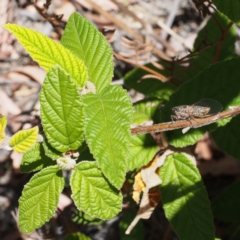 Atrapsalta furcilla at Paddys River, ACT - 15 Jan 2017