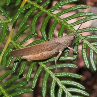 Goniaea australasiae (Gumleaf grasshopper) at Paddys River, ACT - 15 Jan 2017 by David