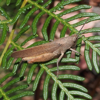 Goniaea australasiae (Gumleaf grasshopper) at Paddys River, ACT - 15 Jan 2017 by David