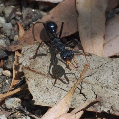 Myrmecia tarsata (Bull ant or Bulldog ant) at Tidbinbilla Nature Reserve - 15 Jan 2017 by David