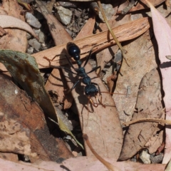 Myrmecia tarsata at Paddys River, ACT - 15 Jan 2017