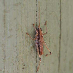 Coptaspis sp 6 (An undescribed katydid) at Paddys River, ACT - 15 Jan 2017 by David