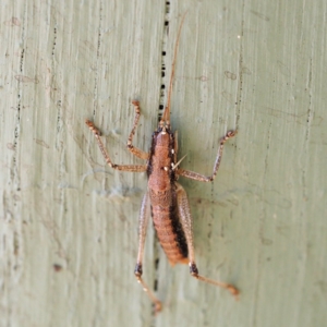 Coptaspis sp 6 at Paddys River, ACT - 15 Jan 2017