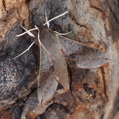 Hippotion scrofa (Coprosma Hawk Moth) at Tidbinbilla Nature Reserve - 15 Jan 2017 by David