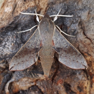 Hippotion scrofa at Paddys River, ACT - 15 Jan 2017