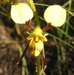 Diuris sulphurea at Kambah, ACT - suppressed