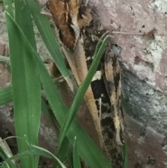 Gastrimargus musicus (Yellow-winged Locust or Grasshopper) at Gordon, ACT - 19 Jan 2017 by Giant