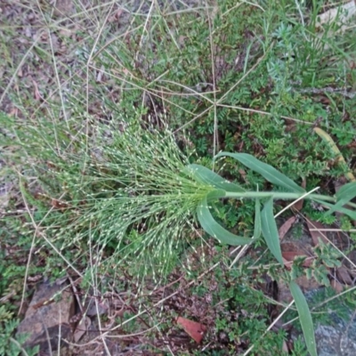 Panicum effusum (Hairy Panic Grass) at Sth Tablelands Ecosystem Park - 18 Jan 2017 by galah681