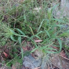 Panicum effusum at Molonglo Valley, ACT - 19 Jan 2017 08:52 AM