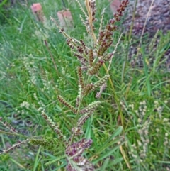 Echinochloa crus-galli (Barnyard Grass) at Sth Tablelands Ecosystem Park - 18 Jan 2017 by galah681