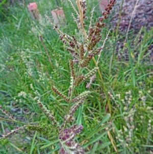 Echinochloa crus-galli at Molonglo Valley, ACT - 19 Jan 2017 09:51 AM