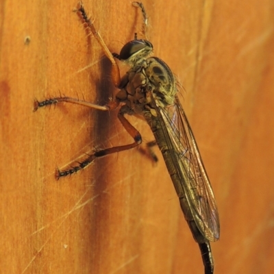 Cerdistus sp. (genus) (Yellow Slender Robber Fly) at Pollinator-friendly garden Conder - 8 Dec 2016 by michaelb