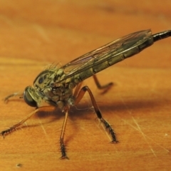 Cerdistus sp. (genus) at Conder, ACT - 8 Dec 2016 12:16 PM