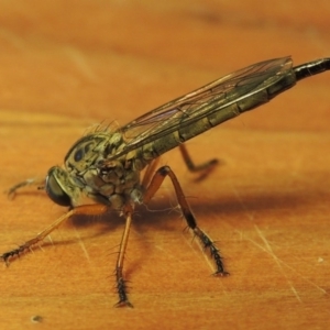 Cerdistus sp. (genus) at Conder, ACT - 8 Dec 2016