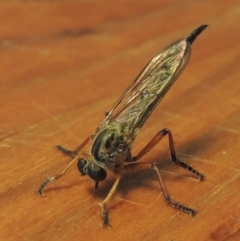 Cerdistus sp. (genus) at Conder, ACT - 8 Dec 2016 12:16 PM