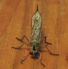 Cerdistus sp. (genus) at Conder, ACT - 8 Dec 2016 12:16 PM