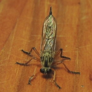 Cerdistus sp. (genus) at Conder, ACT - 8 Dec 2016 12:16 PM