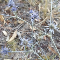 Eryngium ovinum (Blue Devil) at Jerrabomberra, ACT - 17 Jan 2017 by Mike