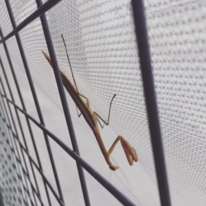 Tenodera australasiae at Phillip, ACT - 20 Jan 2017