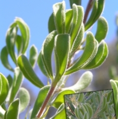 Persoonia rigida (Hairy Geebung) at Mount Taylor - 31 Jan 2009 by MatthewFrawley