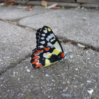 Delias aganippe (Spotted Jezebel) at Hawker, ACT - 19 Jan 2017 by WendyW