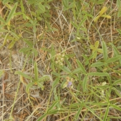 Cullen tenax (Tough Scurf-Pea) at Mawson Ponds - 19 Jan 2017 by MichaelMulvaney