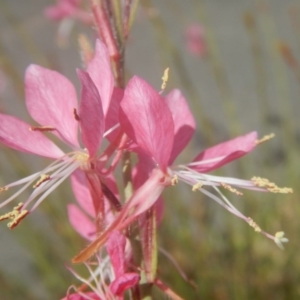 Oenothera lindheimeri at Phillip, ACT - 19 Jan 2017