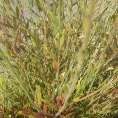 Oenothera lindheimeri at Phillip, ACT - 19 Jan 2017