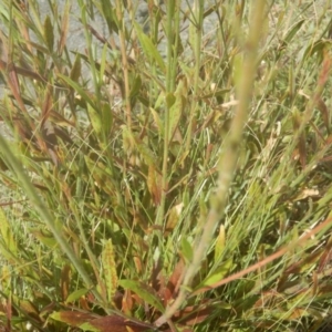 Oenothera lindheimeri at Phillip, ACT - 19 Jan 2017