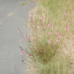 Oenothera lindheimeri at Phillip, ACT - 19 Jan 2017