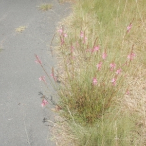 Oenothera lindheimeri at Phillip, ACT - 19 Jan 2017