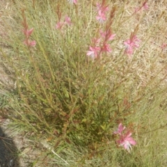 Oenothera lindheimeri at Phillip, ACT - 19 Jan 2017