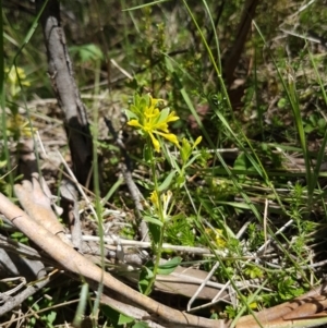 Pimelea curviflora at Mount Clear, ACT - 29 Nov 2016 11:09 AM