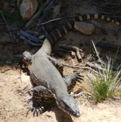 Varanus rosenbergi (Heath or Rosenberg's Monitor) at Mount Clear, ACT - 28 Nov 2016 by lesleypeden