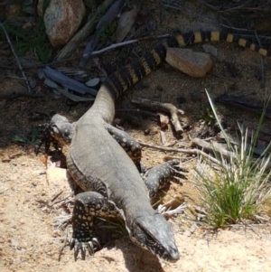 Varanus rosenbergi at Mount Clear, ACT - suppressed