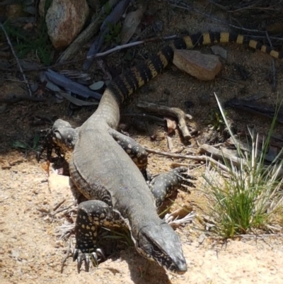 Varanus rosenbergi (Heath or Rosenberg's Monitor) at Namadgi National Park - 28 Nov 2016 by lesleypeden