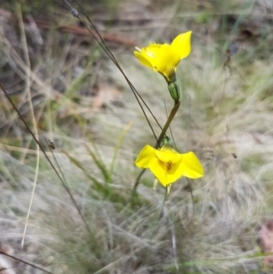 Diuris monticola at Mount Clear, ACT - suppressed