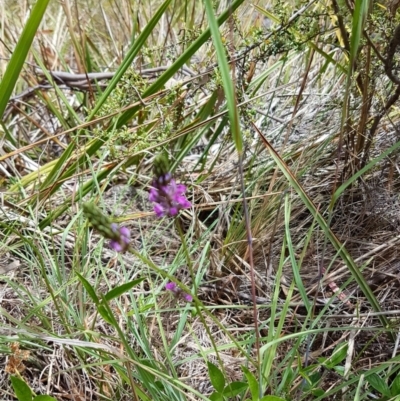 Cullen microcephalum (Dusky Scurf-pea) at Mount Clear, ACT - 29 Nov 2016 by lesleypeden