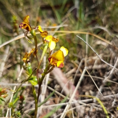 Diuris semilunulata (Late Leopard Orchid) at Mount Clear, ACT - 29 Nov 2016 by lesleypeden