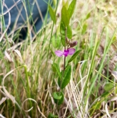 Polygala japonica (Dwarf Milkwort) at Namadgi National Park - 28 Nov 2016 by lesleypeden