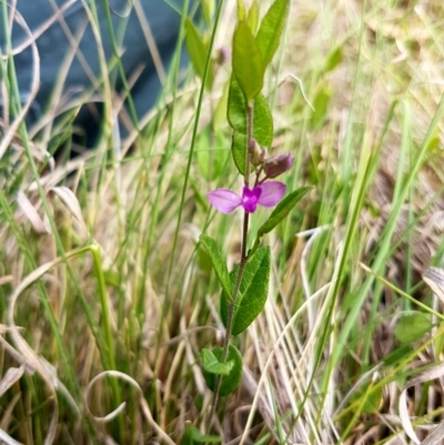 Polygala japonica (Dwarf Milkwort) at Booth, ACT - 29 Nov 2016 by lesleypeden