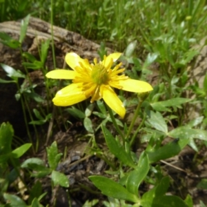 Ranunculus papulentus at Molonglo Valley, ACT - 1 Nov 2016 10:26 AM