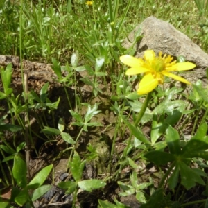 Ranunculus papulentus at Molonglo Valley, ACT - 1 Nov 2016