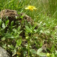 Ranunculus papulentus at Molonglo Valley, ACT - 1 Nov 2016