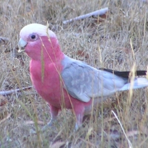 Eolophus roseicapilla at Kambah, ACT - 20 Jan 2017