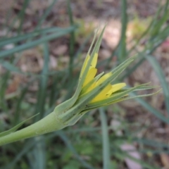 Tragopogon dubius (Goatsbeard) at Paddys River, ACT - 6 Dec 2016 by michaelb