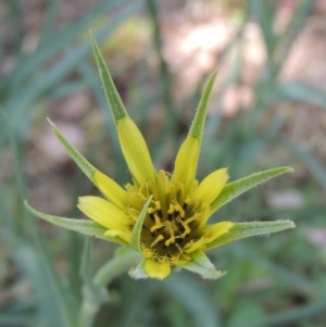 Tragopogon dubius at Paddys River, ACT - 7 Dec 2016