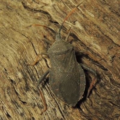 Amorbus sp. (genus) (Eucalyptus Tip bug) at Point Hut to Tharwa - 7 Dec 2016 by michaelb