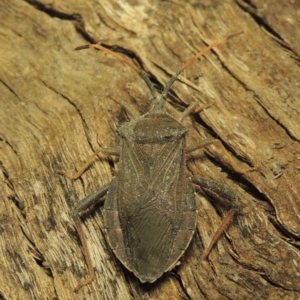 Amorbus sp. (genus) at Paddys River, ACT - 7 Dec 2016